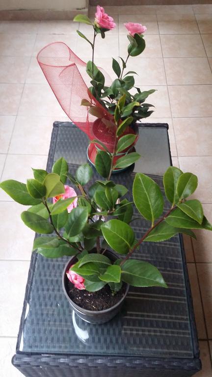 B&B Casa Valeria Catania Phòng bức ảnh